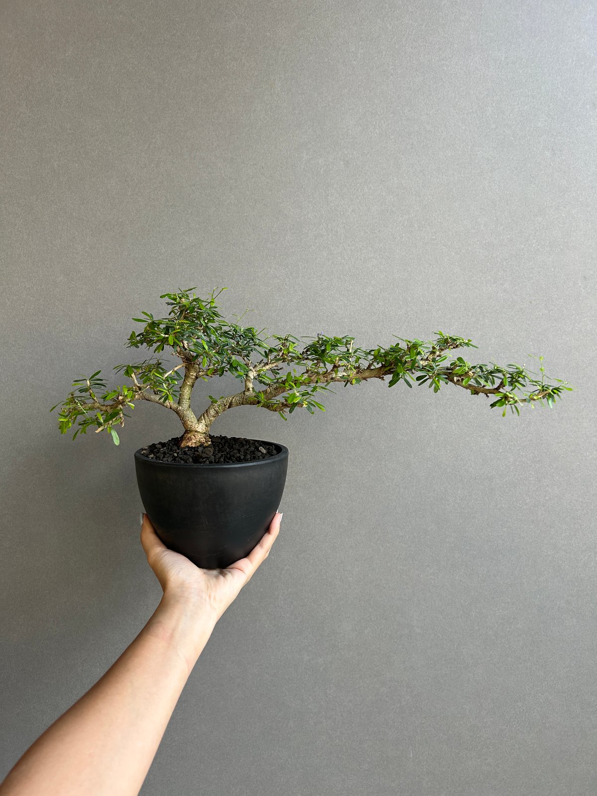 うち” 盆栽 Limited Edition「“UCHI” BONSAI 」86H | SH