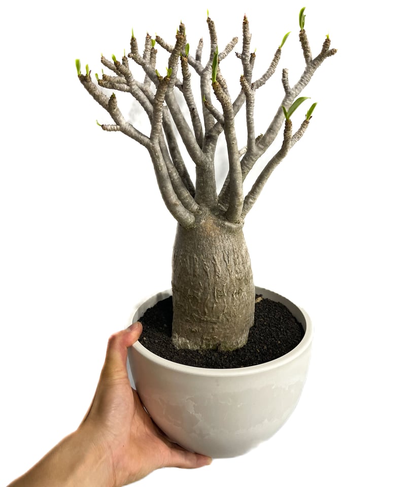 アデニウム アラビカム バオバブスタイル「Adenium arabicum Baobab St