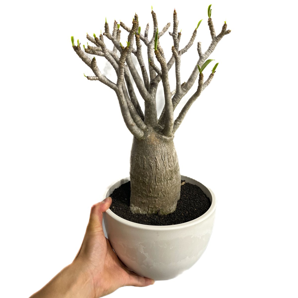 バオバブスタイル「Adenium アラビカム アデニウム バオバブフォーム アラビカム アデニウム 【兵庫:引き取り限定】特大 arabicum S 'Baobab その他観葉植物