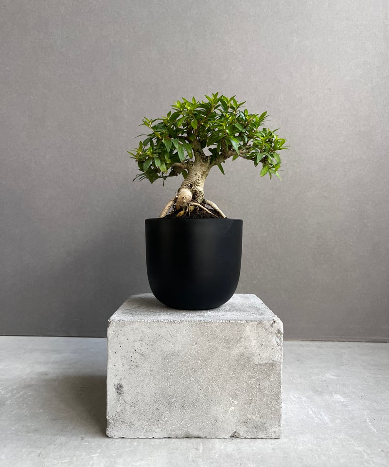 うち” 盆栽 「“UCHI” BONSAI 」67A | SHOUCHIKUEN