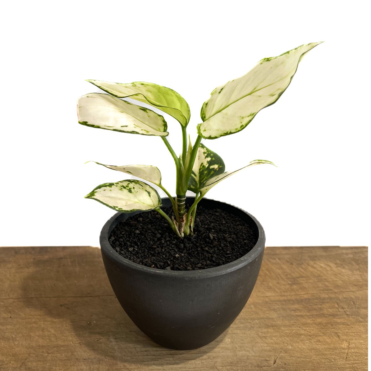 アグラオネマ アンヤマニー ホワイト「Aglaonema Unyamanee アグラオネマ アンヤマニー ホワイト「Aglaonema Unyamanee