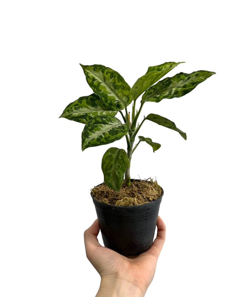 アグラオネマ ピクタム トリカラー「Aglaonema pictum tricolor