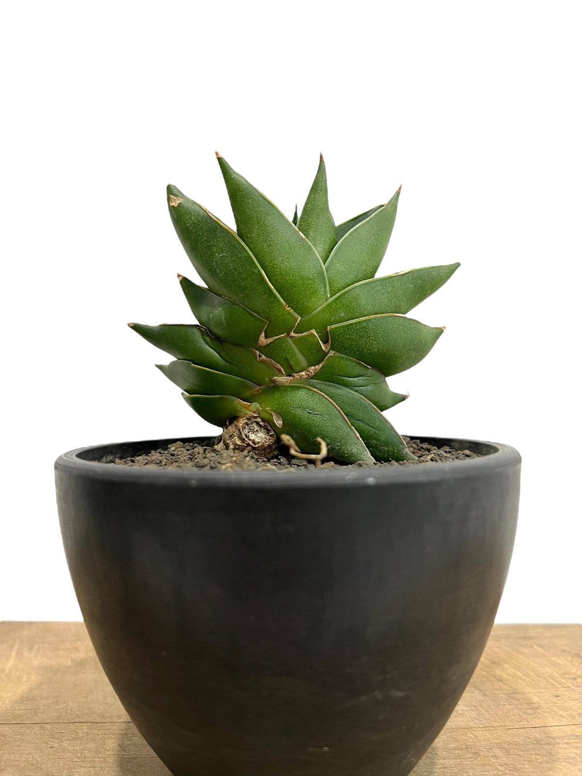 ピングイキュラ 斑入り　超特大25cm　サンスベリア　ロリダ　サンセベリア ピングイキュラ 斑入り 超特大25cm サンスベリア ロリダ