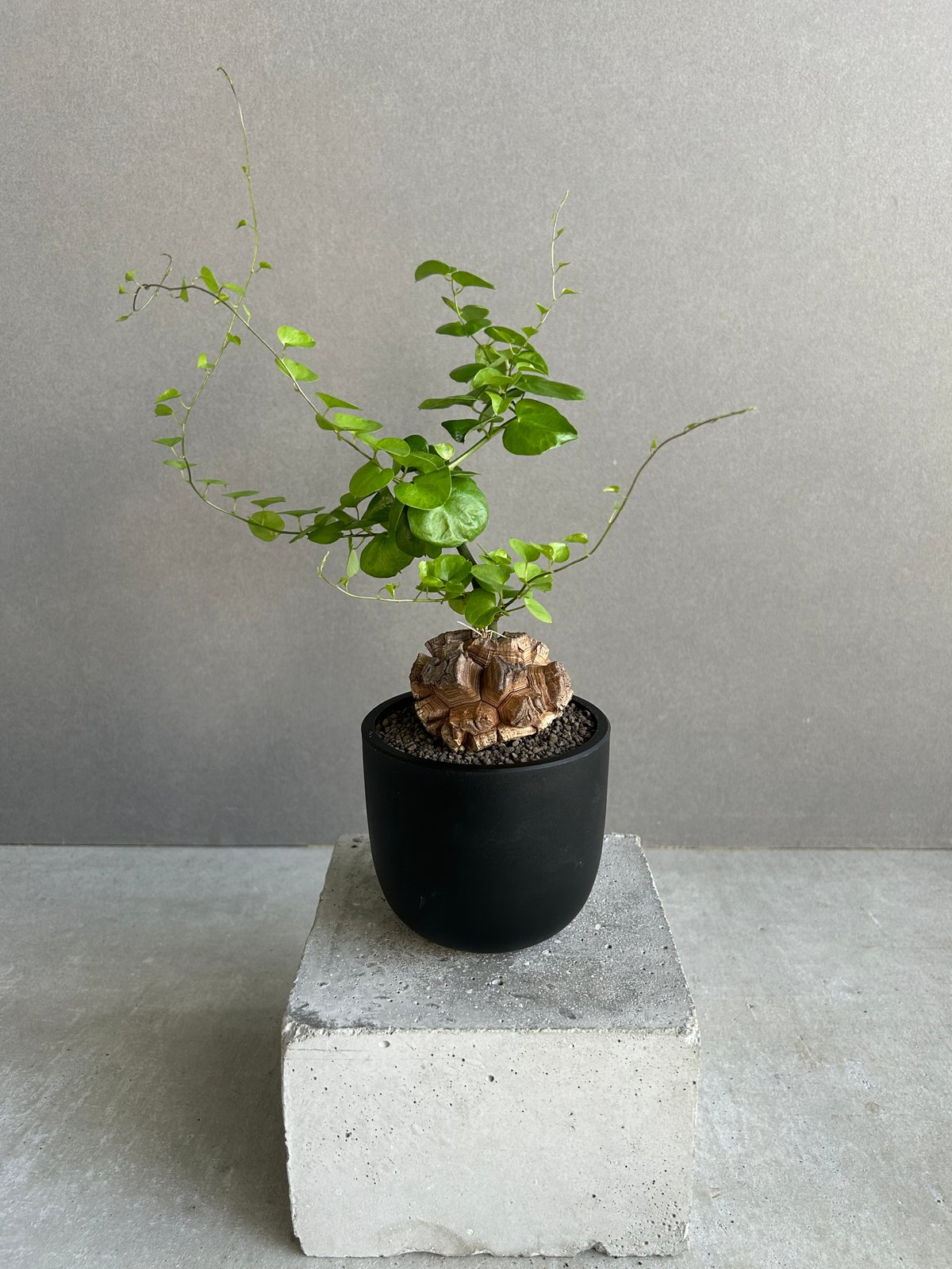 亀甲竜(ディオスコレア エレファンティペス) 「Dioscorea elephantipes