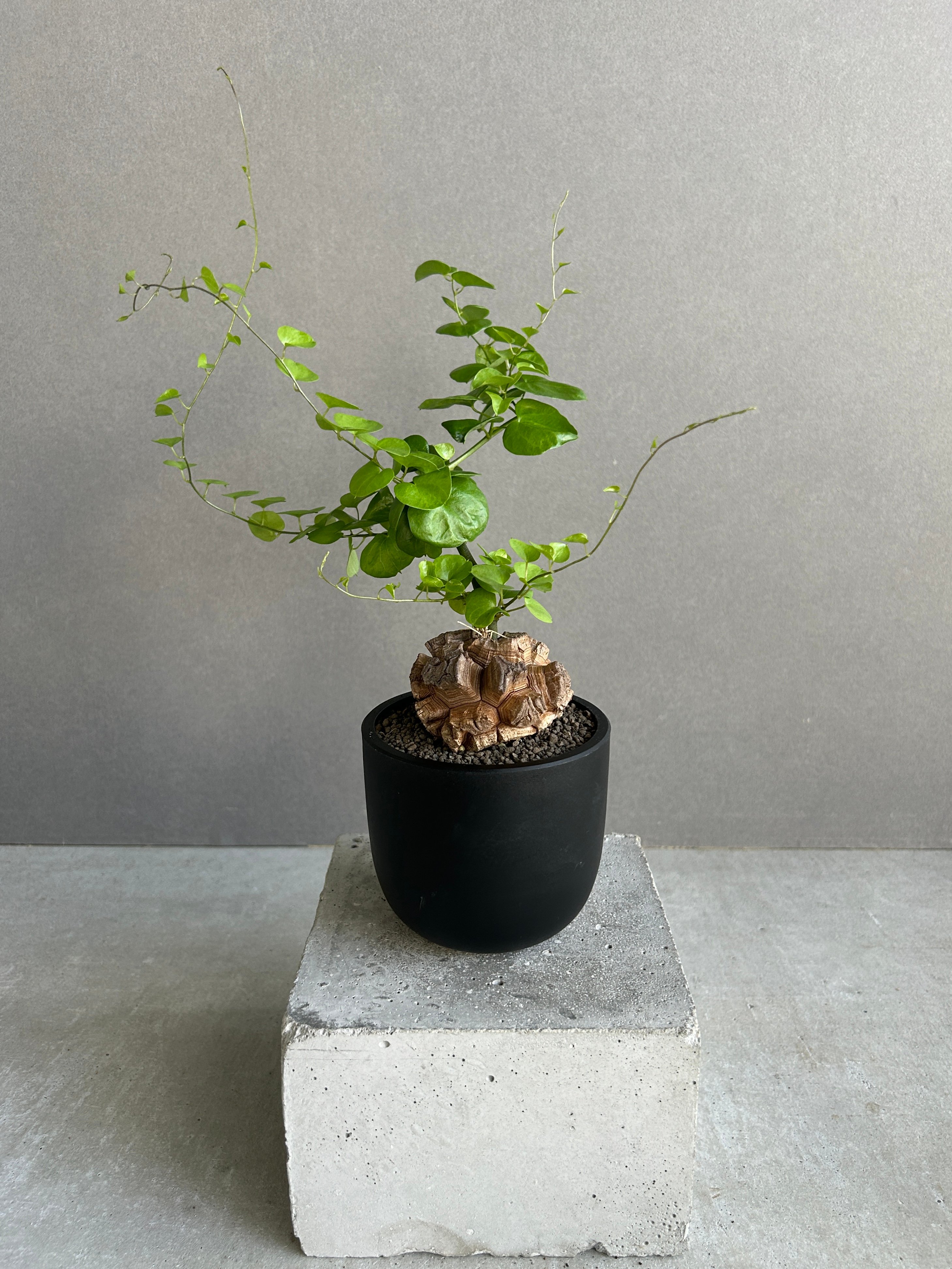 亀甲竜(ディオスコレア エレファンティペス) 「Dioscorea elephantipes