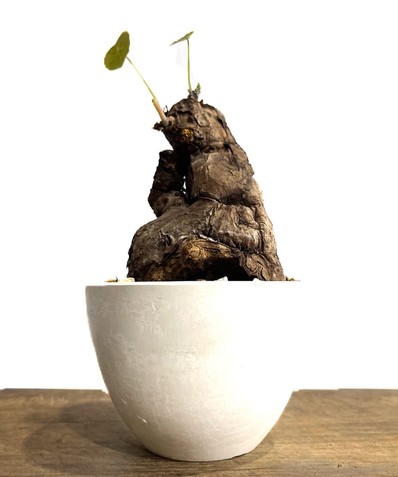 ステファニア カウィーサキー「Stephania Kaweesakii」9/17