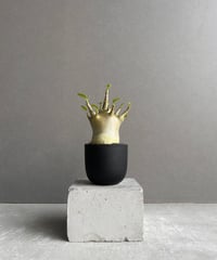 EMP サンセベリア スリ パトゥム Sri pathum / SA351 サンセベリア スリ パトゥム (by アンヤマニー ガーデン