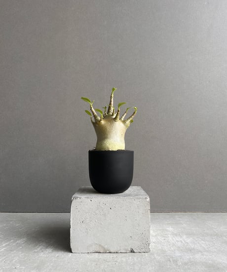 希少！超特大！レンブ取木苗木 台湾黑金剛 蓮霧 超希少 特大 レンブ取木苗木 台湾黑金蓮霧 - メルカリ