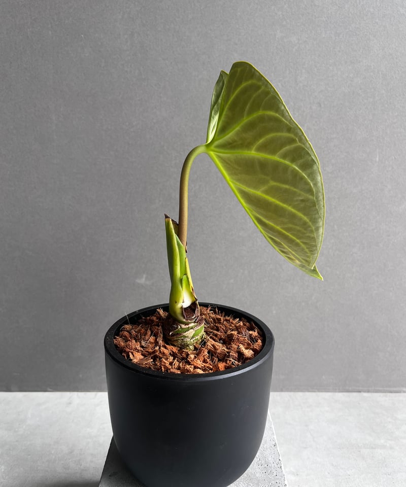 【極美株】アンスリウム・レガレ（Anthurium regale）特大リーフ アンスリウム レガレ 特選(Anthurium regale) | 希少植物の販売