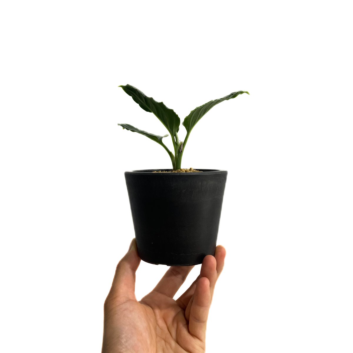 アグラオネマ メタリカ「Aglaonema Metallica」48F-1 | SHOUCHI