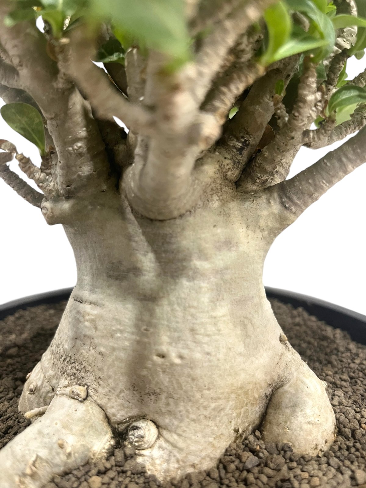 アデニウム アラビカム ドワーフ タイプ “オクトパス” 「Adenium 
