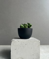 EMP サンセベリア スリ パトゥム Sri pathum / SA351 EMP サンセベリア スリ パトゥム Sri pathum / SA351