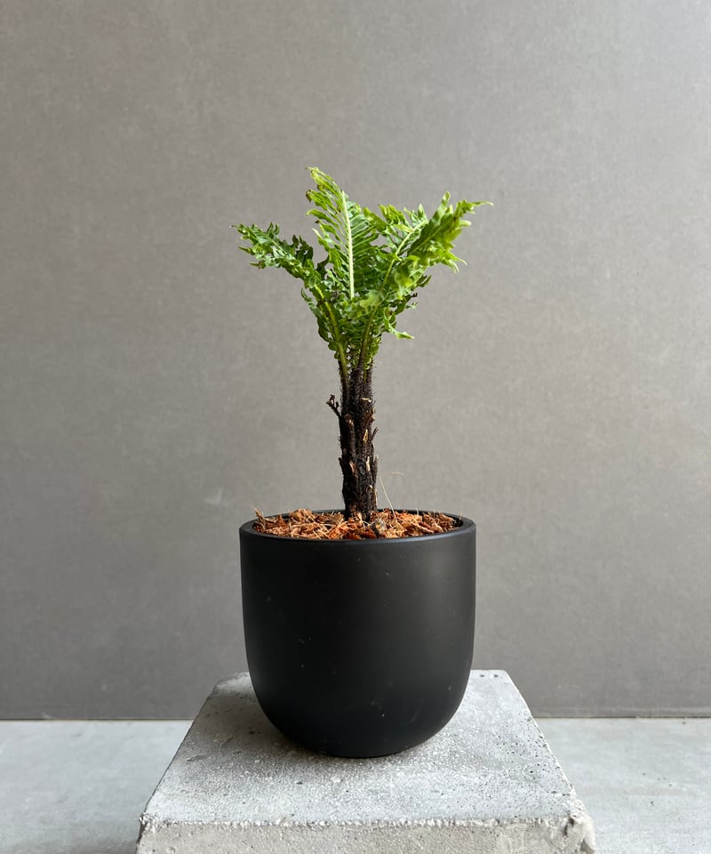 ブレクナム ギッバム ドワーフ 「Blechnum gibbum Dwarf 」75B | S