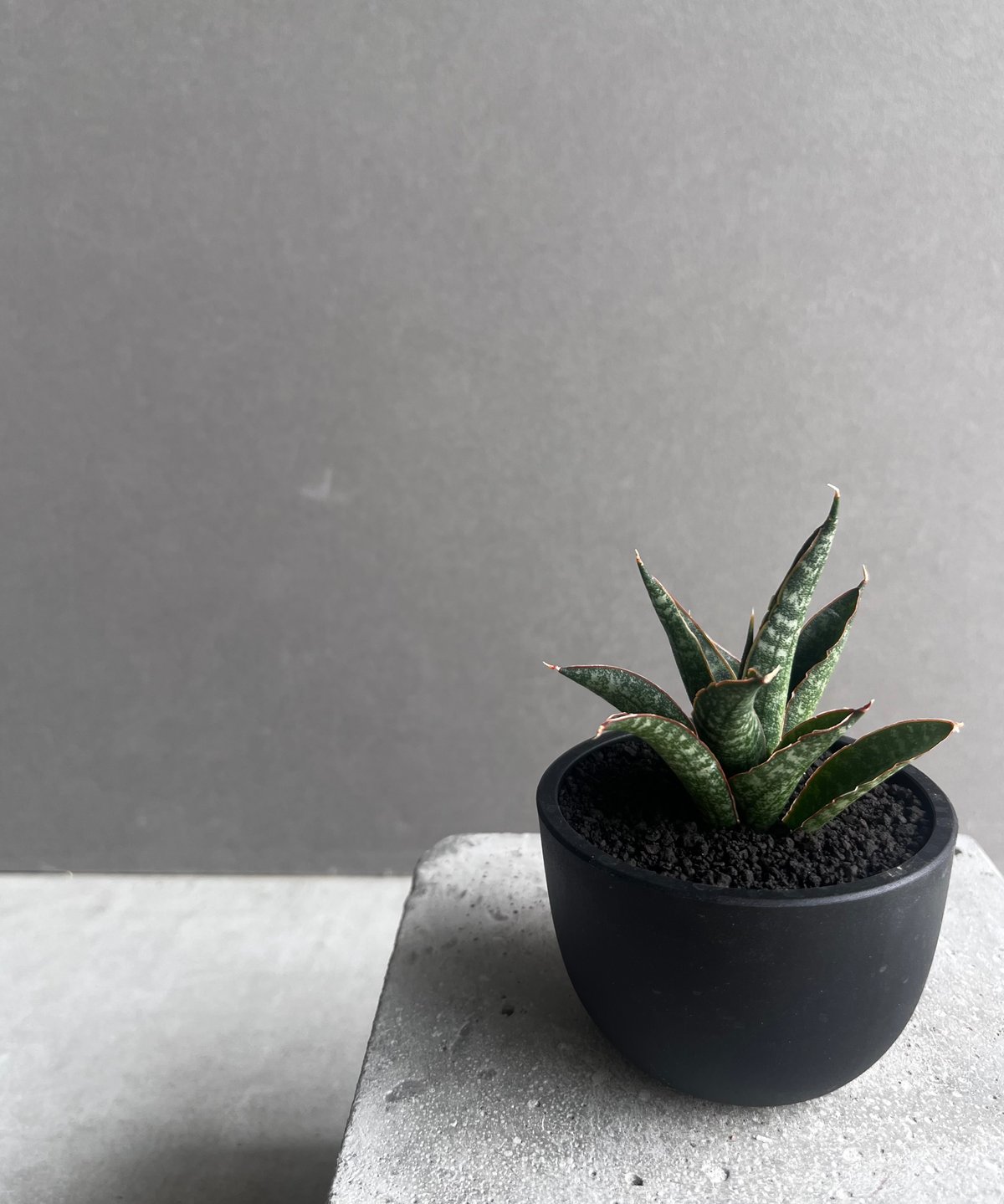サンセベリア カミナリ 「Sansevieria KAMINARI “雷”」9D | SHOU