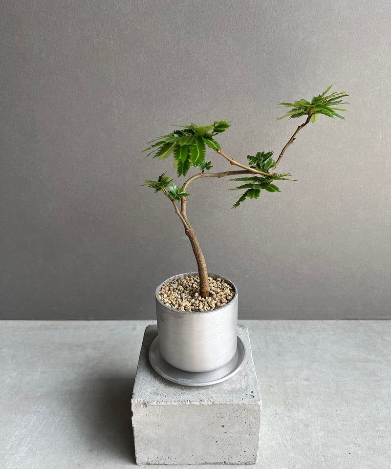 エバーフレッシュ “選抜個体” 「Cojoba arborea var. angustifol