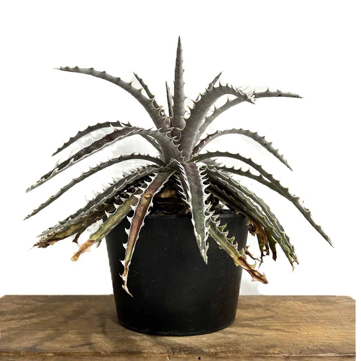 速達 dyckia Z'gok ディッキア - 植物/観葉植物