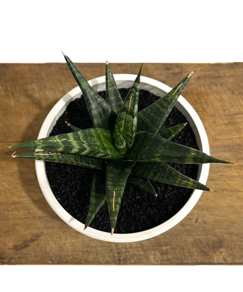 サンセベリア ブラック ダイヤモンド「Sansevieria Black Diamond」15
