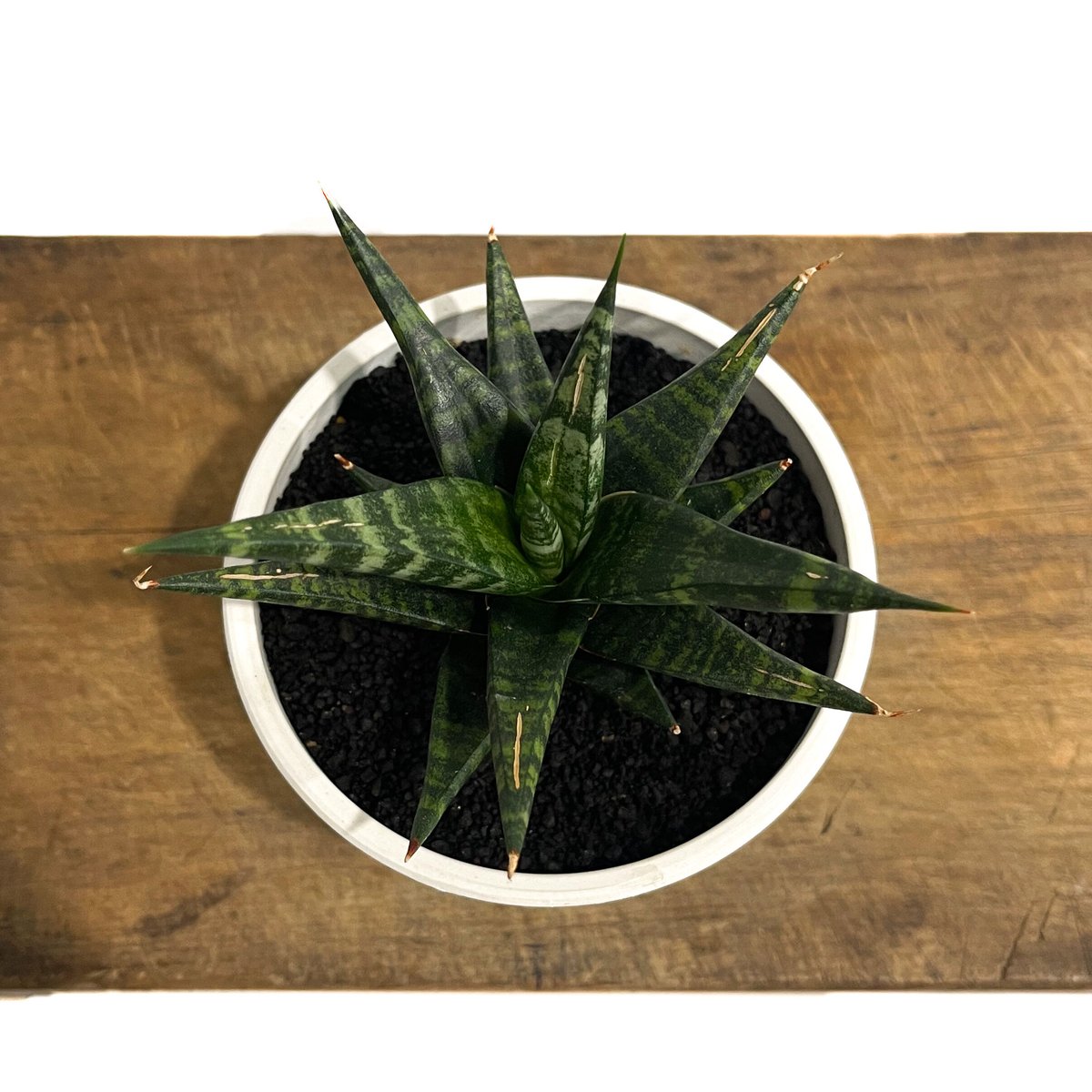 サンセベリア ブラック ダイヤモンド「Sansevieria Black Diamond」15