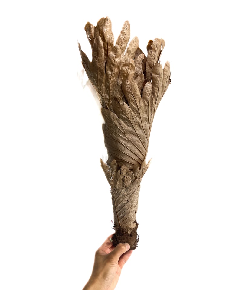 ドリナリア クエルシフォリア 「Drynaria quercifolia」6/27-857M5