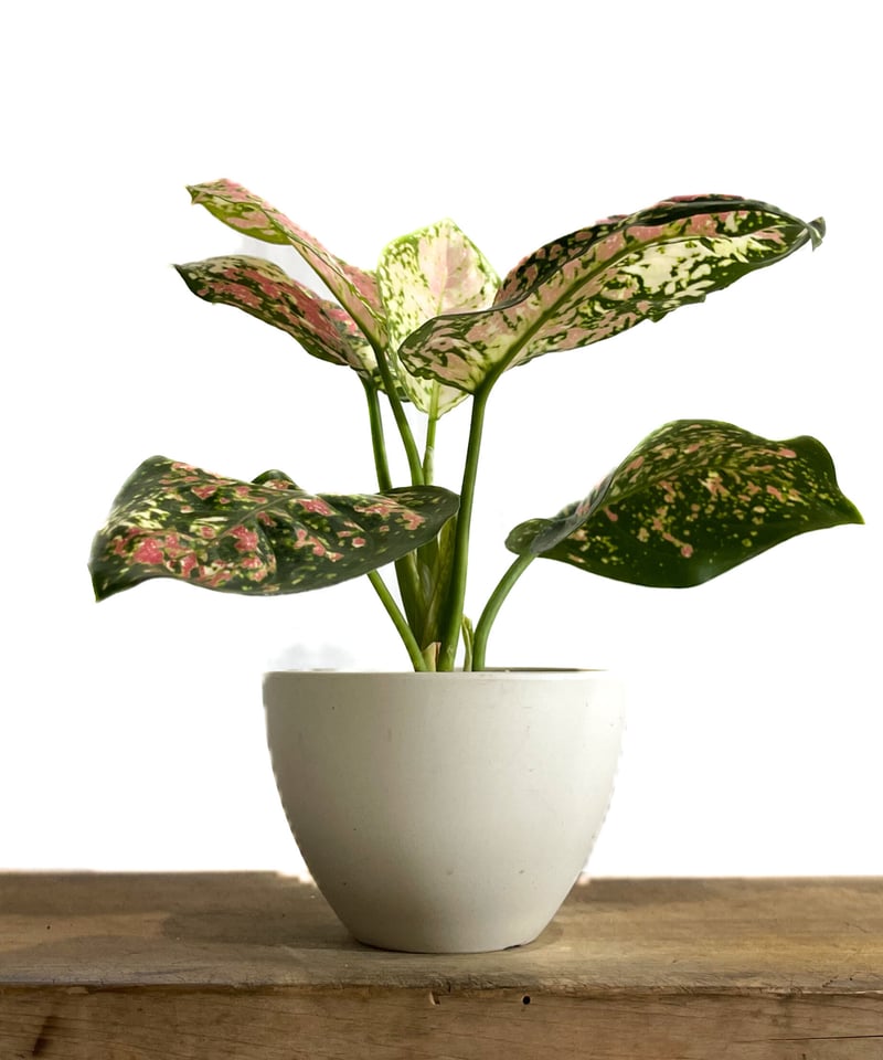 アグラオネマ ダイヤモンド トリカラー Aglaonema アグラオネマ アンヤマニー トリカラー「Aglaonema Unyamanee