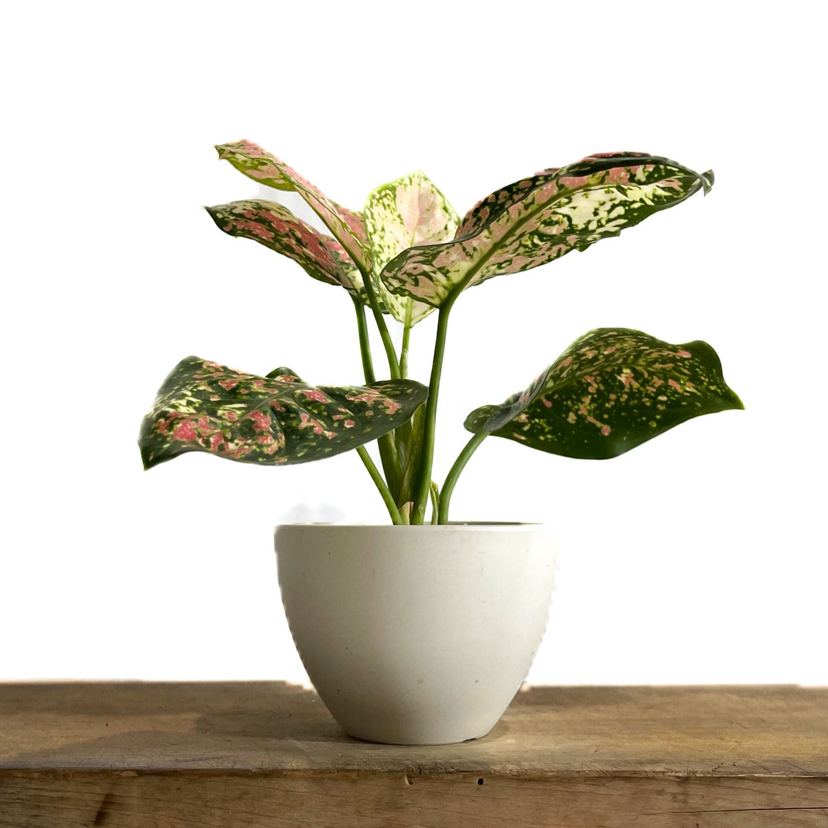 アグラオネマ アンヤマニー トリカラー「Aglaonema Unyamanee