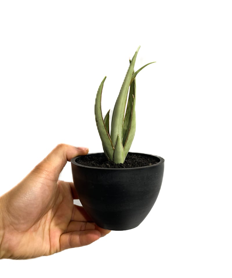 EMP サンセベリア ヘルファイヤ / SA251 サンセベリア ヘルファイア「Sansevieria Hellfire」4/19-361 | S