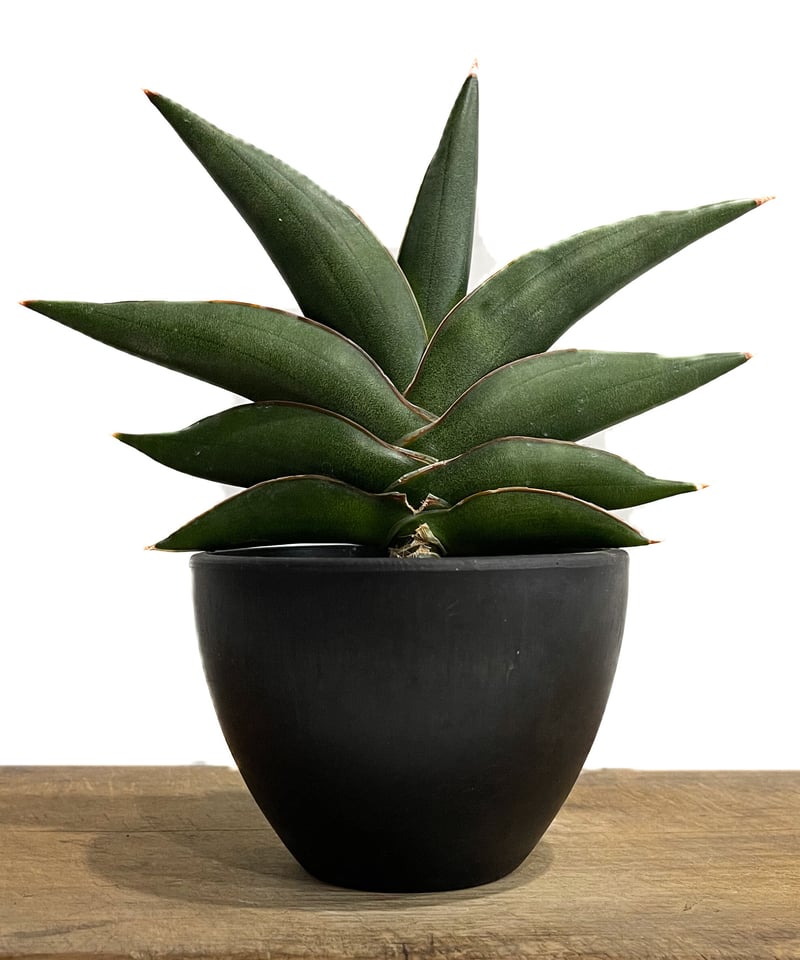 サンセベリア サワディー 「Sansevieria Sawasdee」9/2-26C-2 | ...