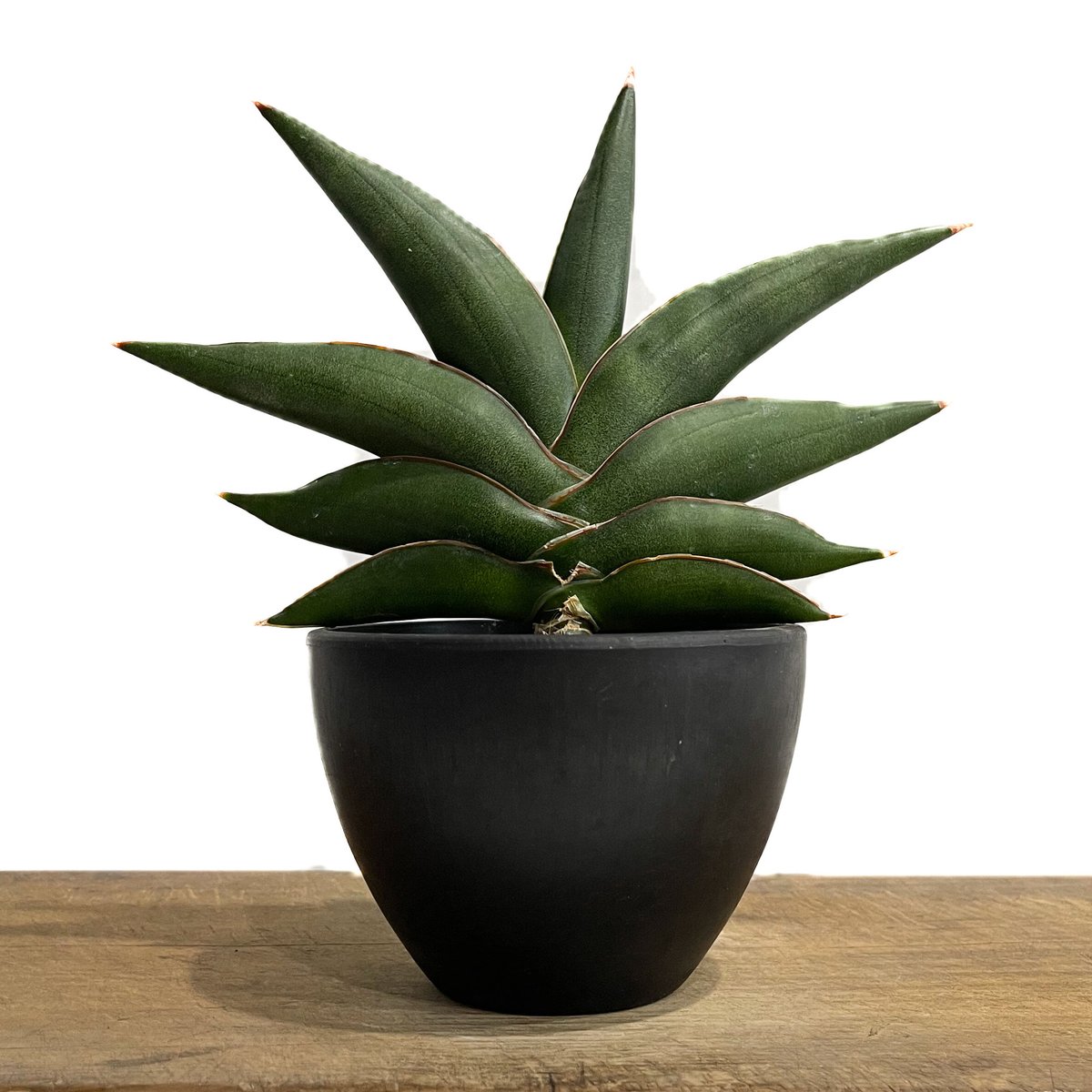 サンスベリア サワディ斑入　S.Sawadee V サンスベリア サワディ 斑入 S. Sawasdee Variegated 観葉植物