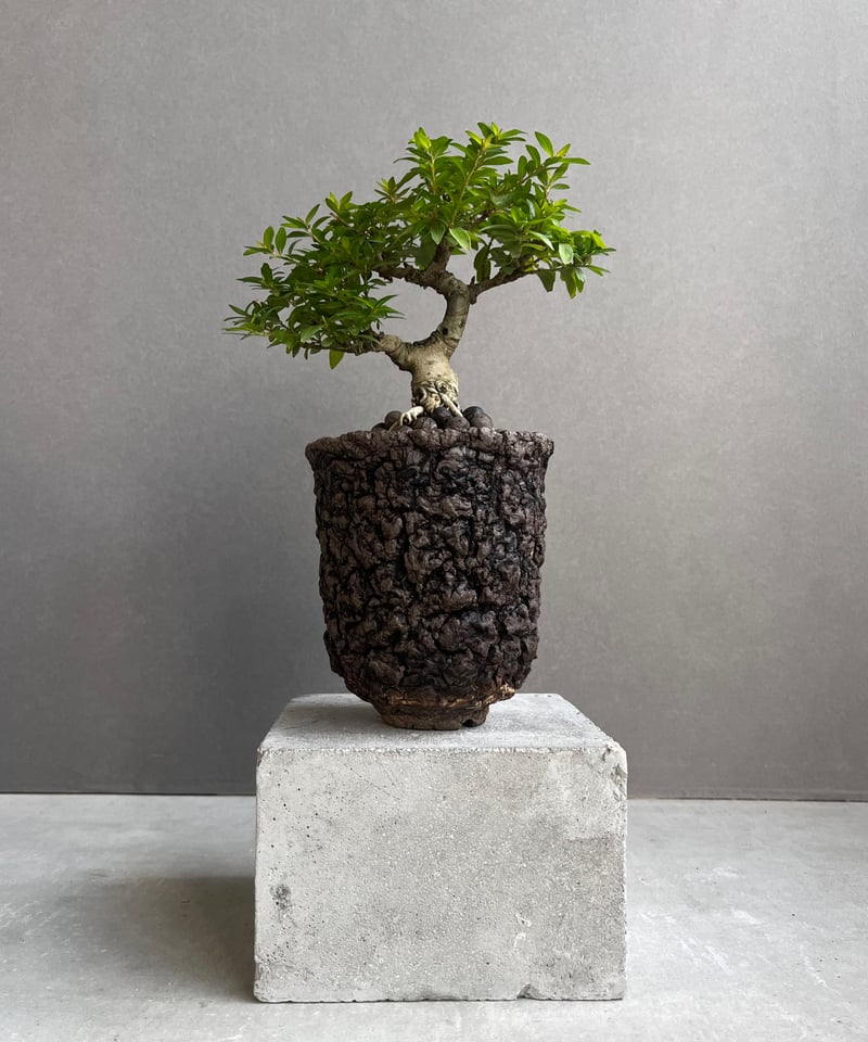 うち” 盆栽 + plantsmonsters pot 「“UCHI” BONSAI」66