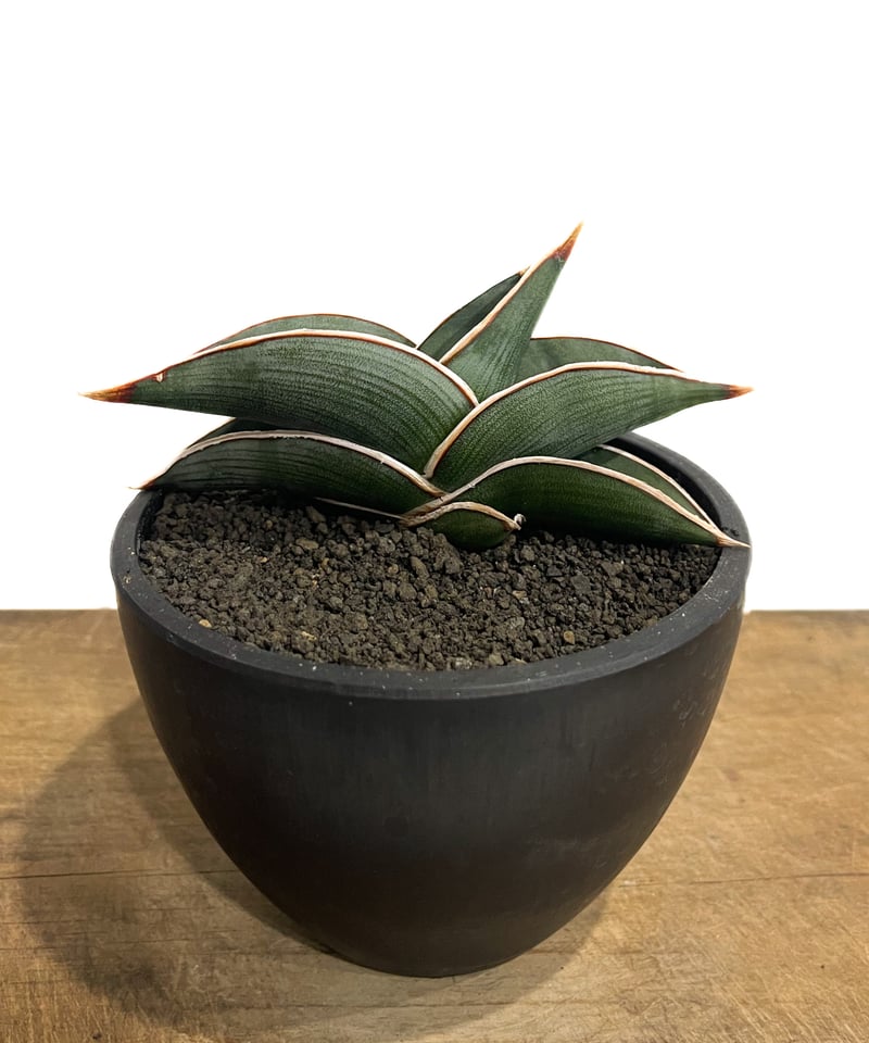 サンセベリア ロリダ 「Sansevieria rorida」50G-1 | SHOUCHI