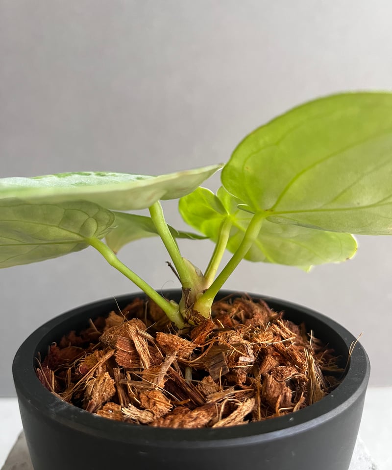 アンスリウム ドラヤキ シルバー 「Anthurium Dorayaki Silver アンスリウム ドラヤキ シルバー 「Anthurium Dorayaki Silver