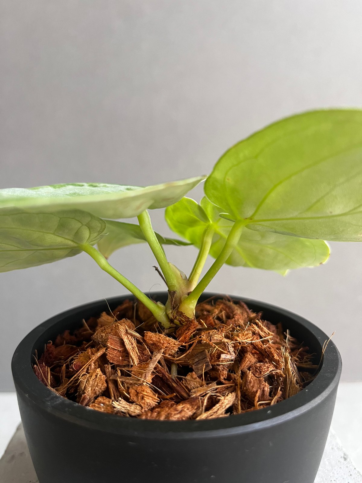 アンスリウム ドラヤキ シルバー 「Anthurium Dorayaki Silver アンスリウム ドラヤキ シルバー 「Anthurium Dorayaki Silver