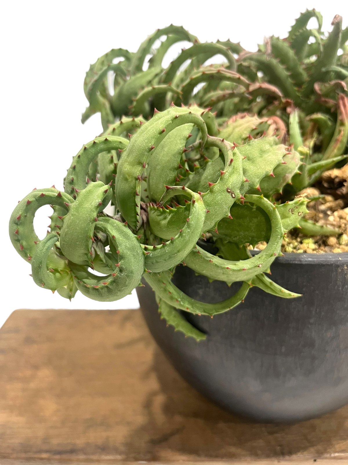 アロエ カスティロニアエ 「Aloe castilloniae」90T | SHOUCHIKUEN
