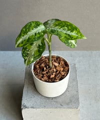 サンセベリア ES.849 斑入「Sansevieria ES. 849 var.」 8/8