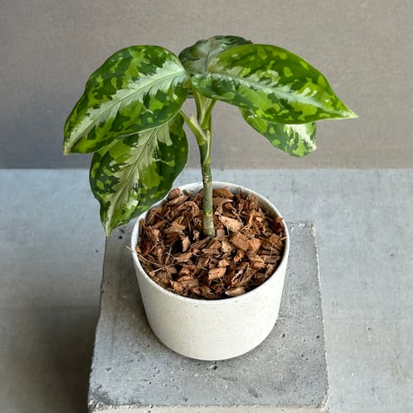 アグラオネマ | STORES