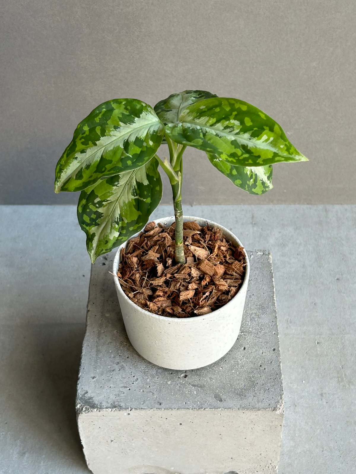アグラオネマ ピクタム トリカラー + ground「Aglaonema pictum tri