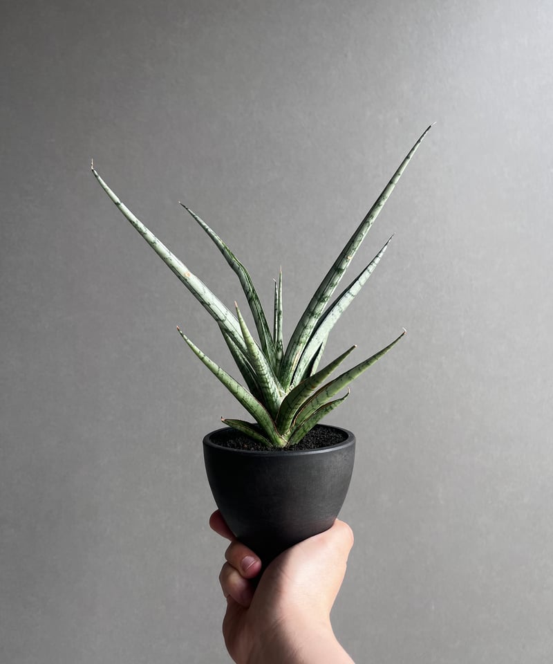 サンセベリア プラ カイ ケオ 「Sansevieria Pra Kay Kaow (by