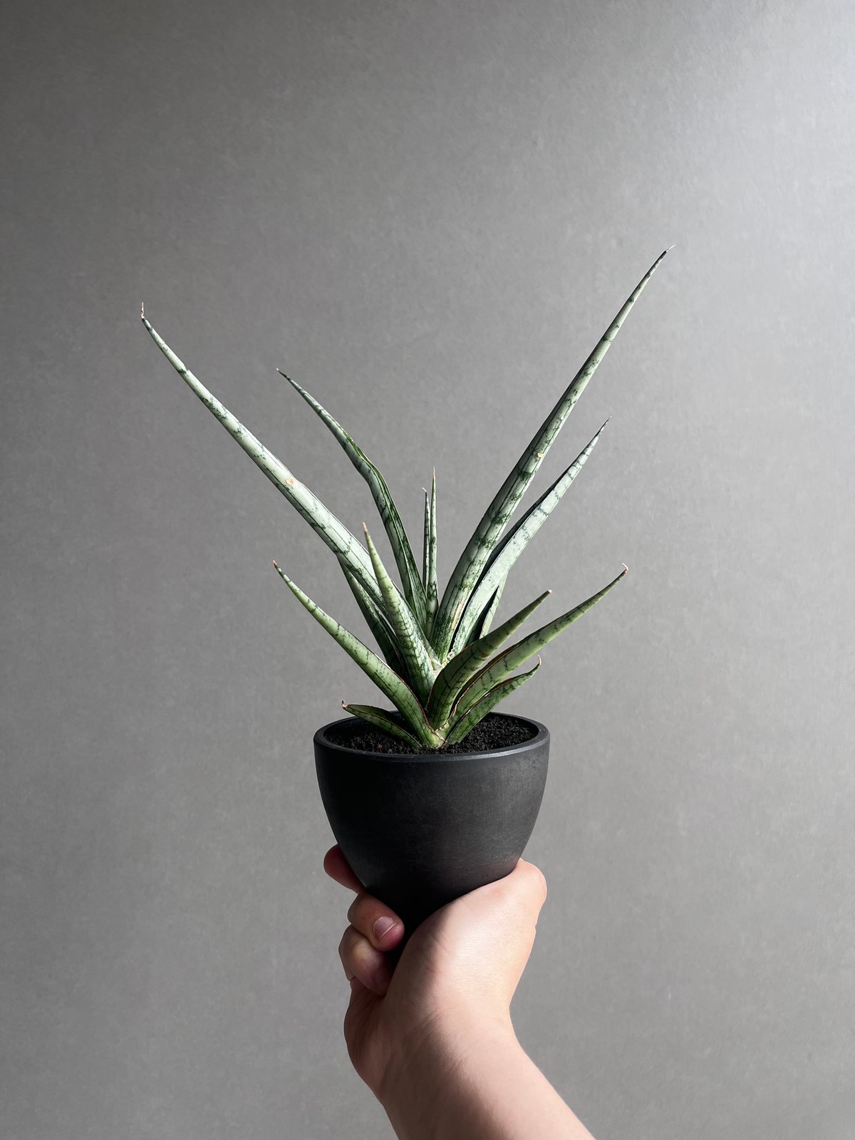 サンセベリア プラ カイ ケオ 「Sansevieria Pra Kay Kaow (by