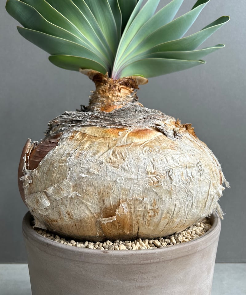 ブーファン ハエマンソイデス 「Boophane haemanthoides」5O | SHO