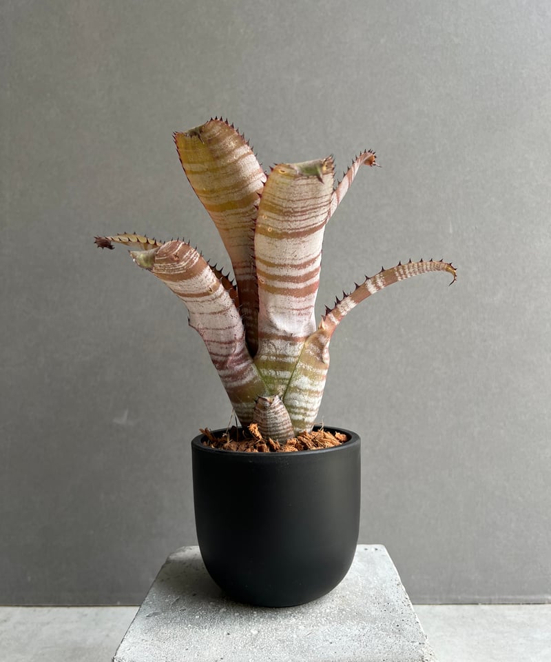 ビルベルギア ホリダ var. ティグリナ 「Billbergia horrida var.
