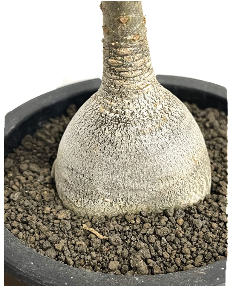 アデニウム ソコトラナム 「Adenium socotranum 」42E-1 | SHOU