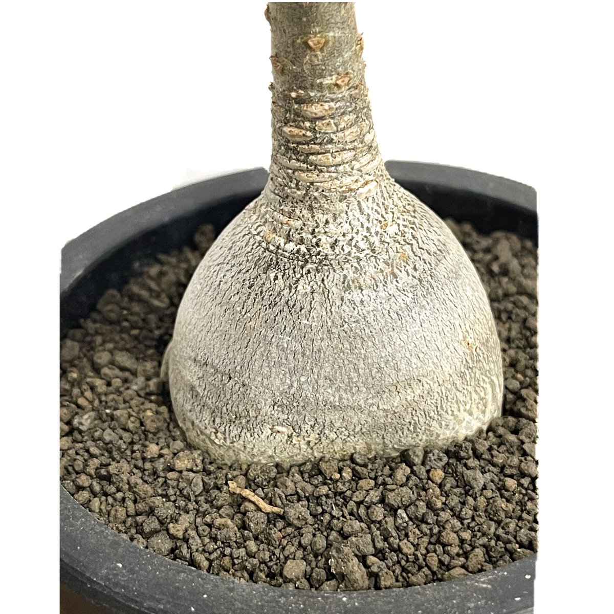 アデニウム　ソコトラナム　純血 アデニウム・ソコトラナム 純血 | さすらいノラ猫の足跡