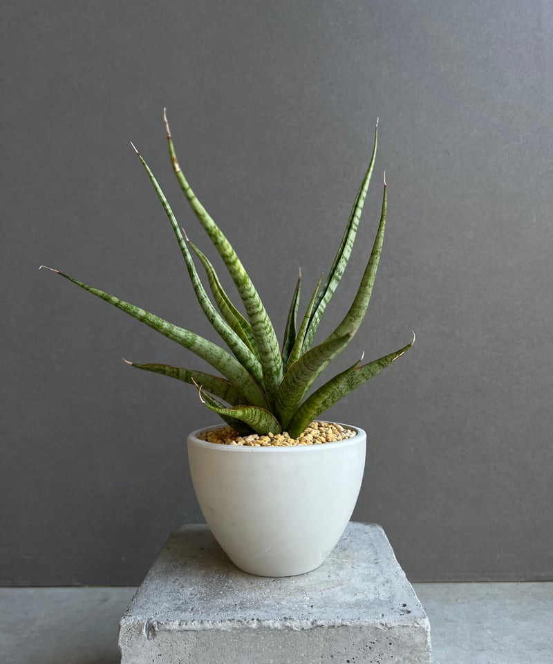 サンセベリア コヨーテ 「Sansevieria Coyote」45E | SHOUCHIKUEN