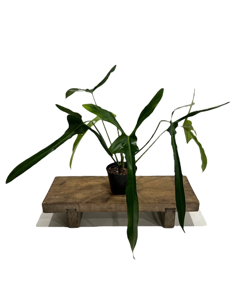 【希少さ植物】 フィロデンドロン レラノ ミヤノ フィロデンドロン ロンギロバトム 'レラノ ミヤノ