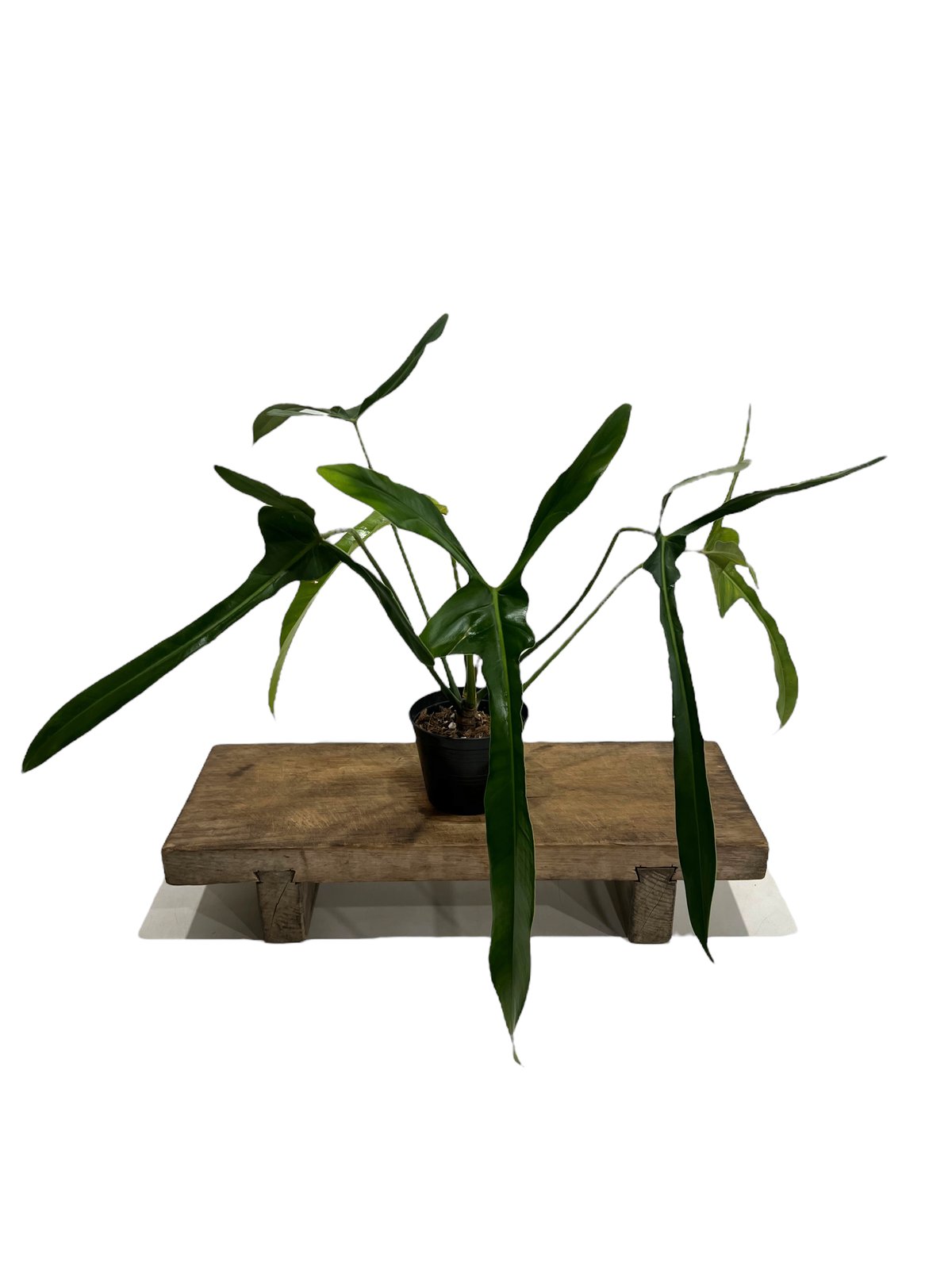 大株　Philodendron ’Lelano Miyano’ フィロデンドロン 大株 Philodendron 'Lelano Miyano' フィロデンドロン