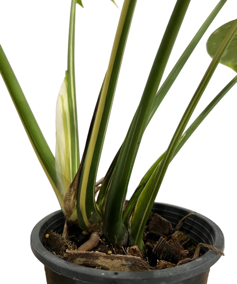 モンステラ タイ コンステレーション 「Monstera deliciosa Thai Con