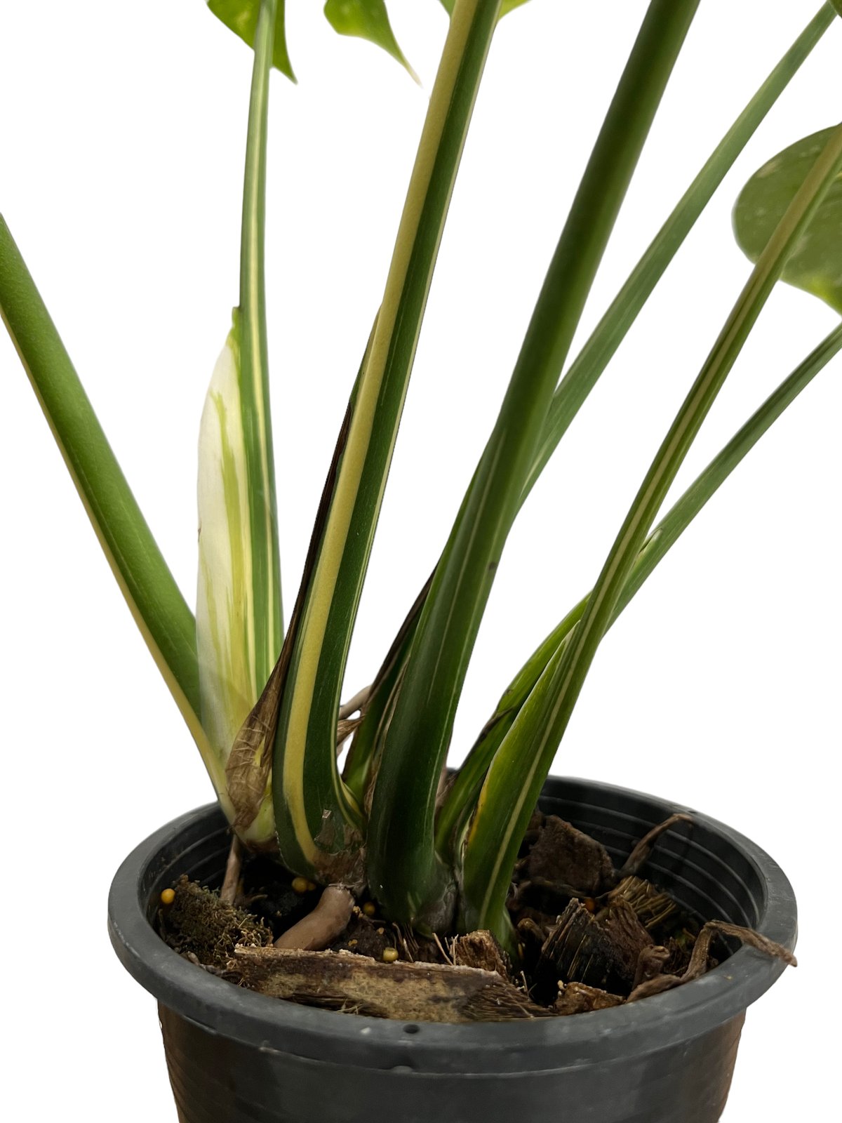 モンステラ タイ コンステレーション 「Monstera deliciosa Thai Con