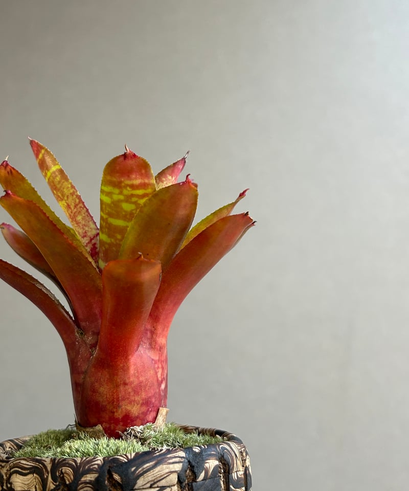 ネオレゲリア ワイルド タイガー + plantsmonsters pot「Neoregeli