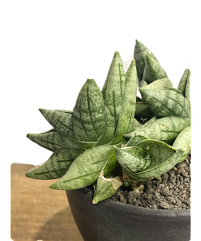 サンスベリア Sansevieria Mini Boncel white v B Sanseveria