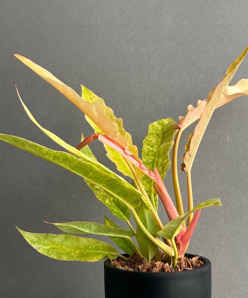 フィロデンドロン リング オブ ファイヤー 「Philodendron 'Ring of Fi